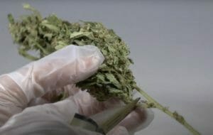 Bucking Cannabis Buds